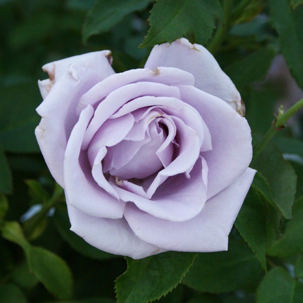 ڥ若ۡġۥХ ֥롼ԥꥪ  6ȭʡηʼϡKMG-GR ָ