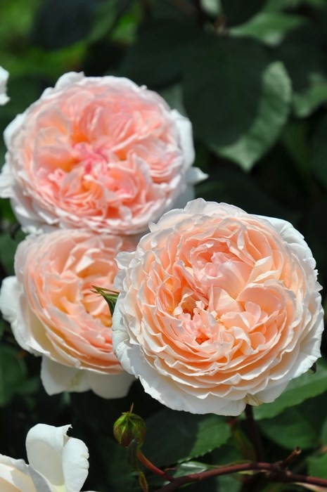 �Х��ġ����ġۥ��إ�ĥ����С� ���� 6��ȭ�����ʡ����ӿ建�� ��Ͽ�ʼ�ϡ�J-IRM3��