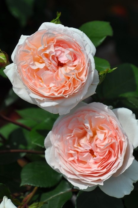 �Х��ġ����ġۥ��إ�ĥ����С� ���� 6��ȭ�����ʡ����ӿ建�� ��Ͽ�ʼ�ϡ�J-IRM3��