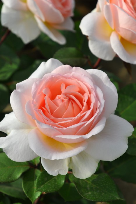 �Х��ġ����ġۥ��إ�ĥ����С� ���� 6��ȭ�����ʡ����ӿ建�� ��Ͽ�ʼ�ϡ�J-IRM3��