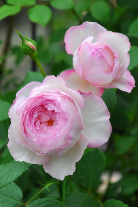 ���ߵ����ġۥХ��� ���ߥ륪�󥶥ե��� ͢���� 7��ȭ�����ʡ����ӿ建�� ��Ͽ�ʼ�ϡ�ER-Y�ա�0209�����