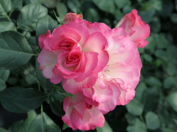 予約大苗 バラ苗 ストロベリーアイス Fl覆桃 国産苗 6号鉢植え品 J Mb 2月末までのお届け ブランドで選ぶバラ バラの家 公式本店 ロサオリエンティス