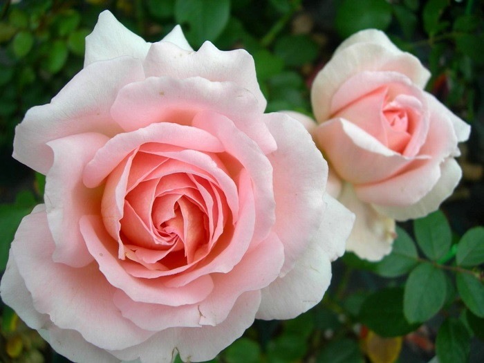 �Х��ġ����ġۥ���ɥ��Ρ��ȥ� ���� 6��ȭ�����ʡ����ӿ建�� ��Ͽ�ʼ�ϡ�IR-IRO3��