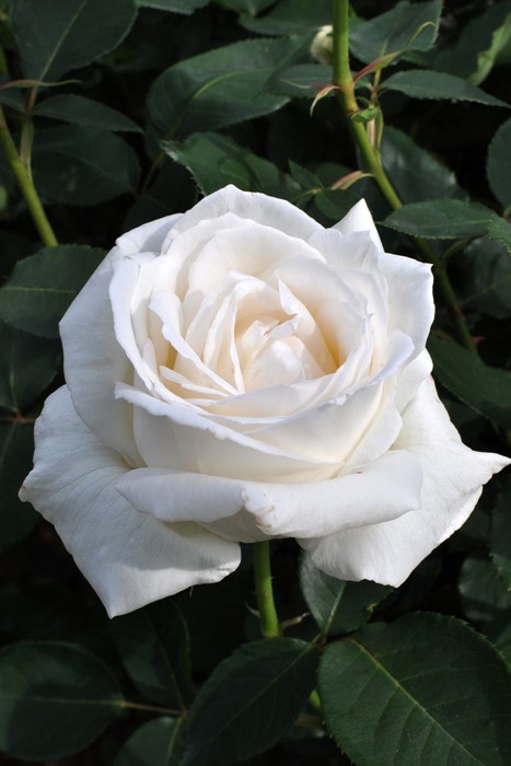 ХġġۤĤۥ磻ȥꥹޥ  6ȭʡJ-CL20