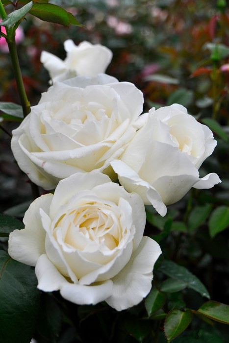 ХġġۤĤۥ磻ȥꥹޥ  6ȭʡJ-CL20