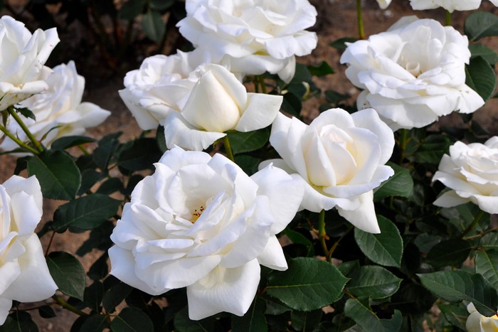 ХġġۤĤۥ磻ȥꥹޥ  6ȭʡJ-CL20