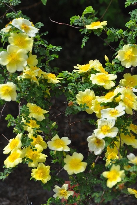 Хġġۥʥ꡼С  6ȭʡJ-OB20