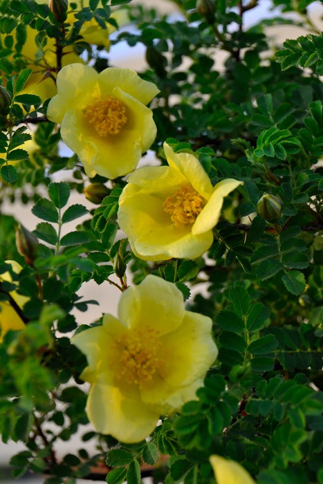 Хġġۥʥ꡼С  6ȭʡJ-OB20