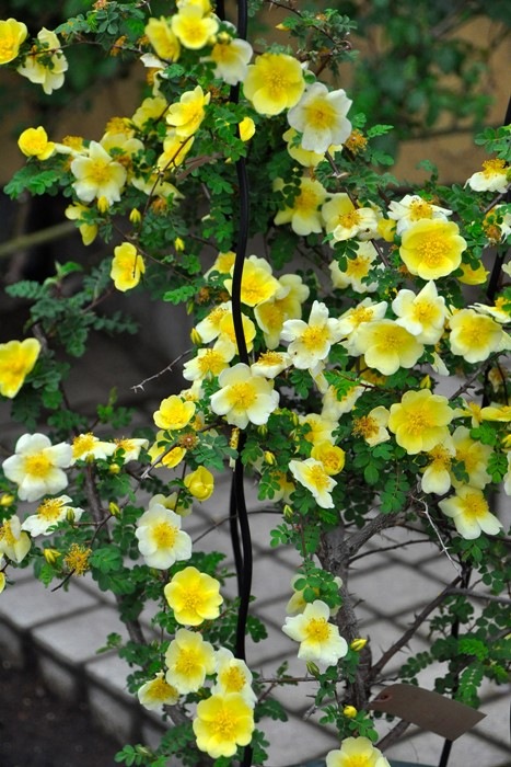 Хġġۥʥ꡼С  6ȭʡJ-OB20