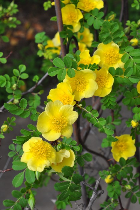 Хġġۥʥ꡼С  6ȭʡJ-OB20