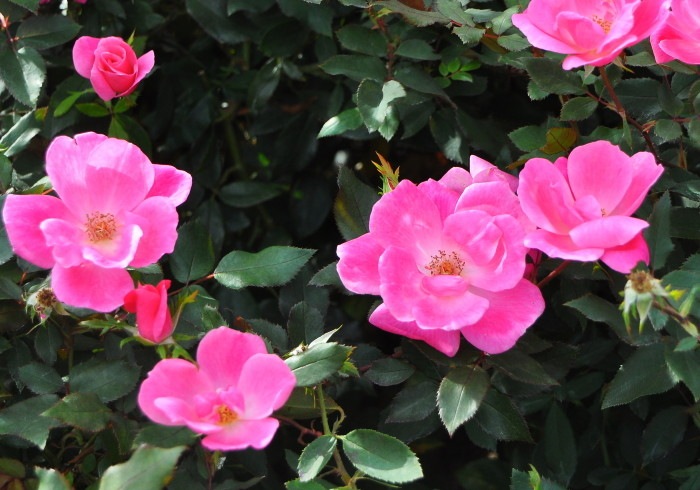 �����ġۥХ��� �ԥ󥯥Υå������� ���� 6��ȭ�����ʡ����ӿ建�� ��Ͽ�ʼ�ϡ�IR-IRO3��