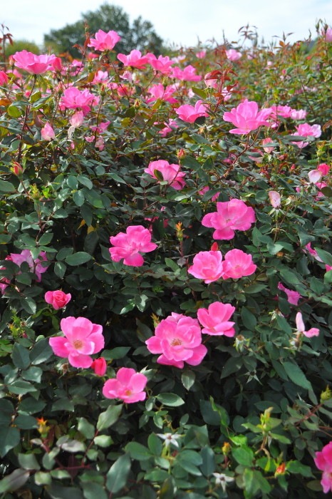 �����ġۥХ��� �ԥ󥯥Υå������� ���� 6��ȭ�����ʡ����ӿ建�� ��Ͽ�ʼ�ϡ�IR-IRO3��