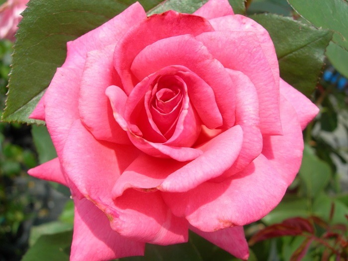 Хġġۥޥƥԡ  6ȭʡӿ建 ϿʼϡIR-IRO3