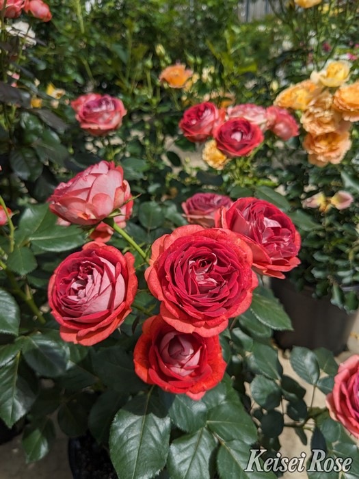 Хġġۥȥ٥꡼ߥ  6ȭʡӿ建 ʼϿдϡJ-IRM32024ʼ