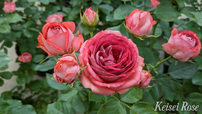 Хġġۥȥ٥꡼ߥ  6ȭʡӿ建 ʼϿдϡJ-IRM32024ʼ