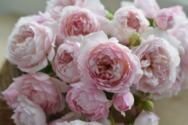 クーポン対象外 清純な純白 強香 超レア カップ咲き バラ大苗7号钵 植物 観葉植物 Www Marinemastertrailers Com