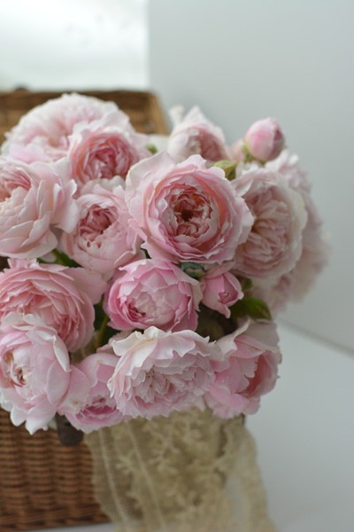 クーポン対象外 清純な純白 強香 超レア カップ咲き バラ大苗7号钵 植物 観葉植物 Www Marinemastertrailers Com