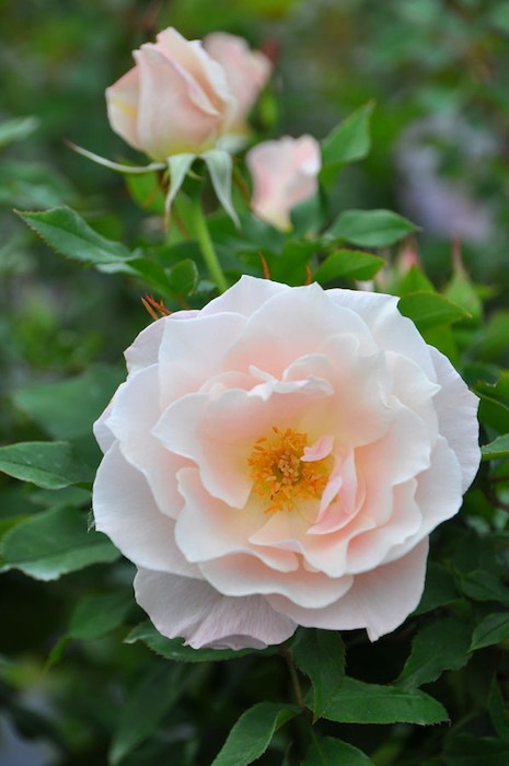 ���ߵ����ġۥХ��� �ե������ȥ��� ���� 6��ȭ�����ʡη����ʼ�ϡ�OM-GU��