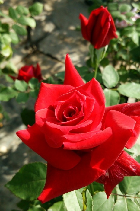 ġۥХ ڥޥ쥤  6ȭʡηʼϡMA-MA