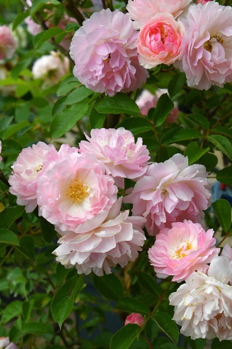 ġۥХ ֥å󥰥ץڥƥHMsk  6ȭʡJ-CL20