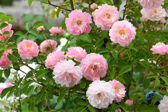 ġۥХ ֥å󥰥ץڥƥHMsk  6ȭʡJ-CL20