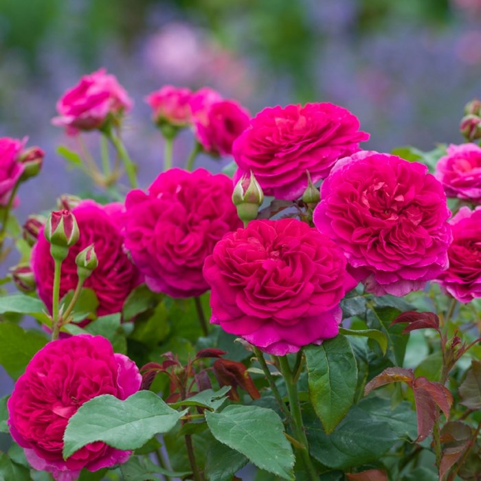 ���ߵ����ġۥХ��� ���֥ꥨ�륪���� ͢���� 7��ȭ�����ʡ����ӿ建�� �ʼ���Ͽ�д���ϡ�ER-Y��