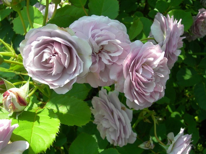 Хġġۥե󥹥ǥ륢åȥڥե󥹥ɥ顼ȥ  6ȭʡηʼϡOM-GU