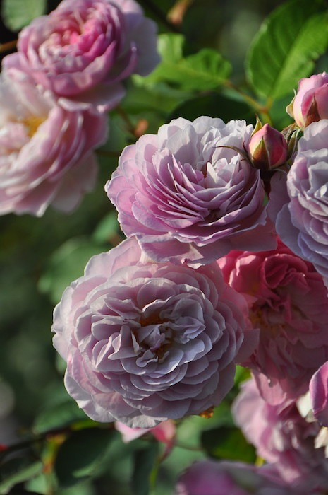 Хġġۥե󥹥ǥ륢åȥڥե󥹥ɥ顼ȥ  6ȭʡηʼϡOM-GU