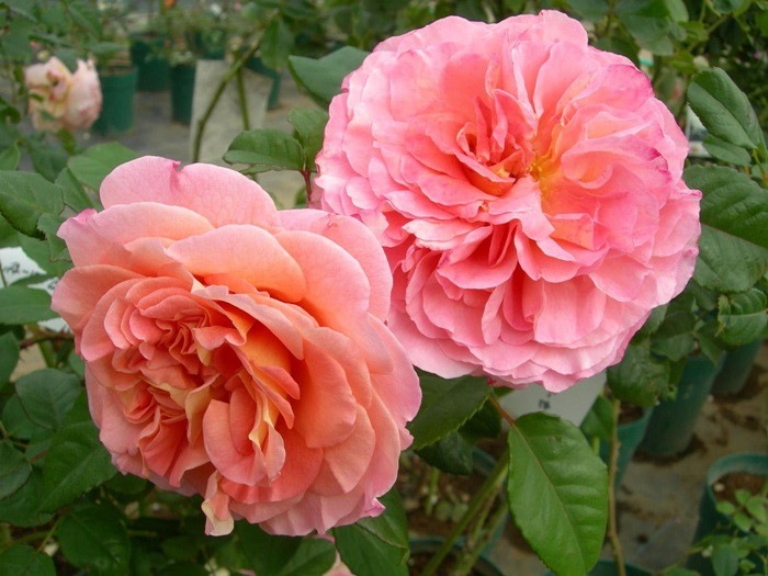 Хġڿġۥ륤 ġJ-CL10