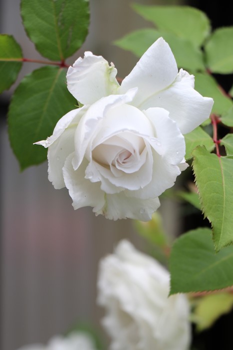 �Х��ġ����ġۥ��꡼�� ���� 6��ȭ�����ʡη����ʼ�ϡ�J-RO��