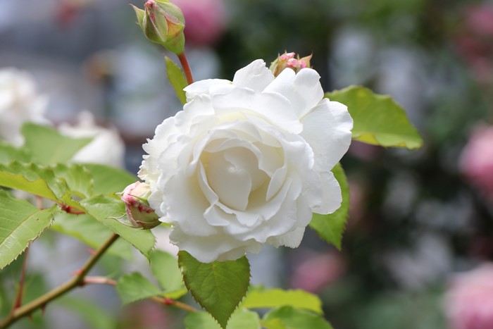 �Х��ġ����ġۥ��꡼�� ���� 6��ȭ�����ʡη����ʼ�ϡ�J-RO��