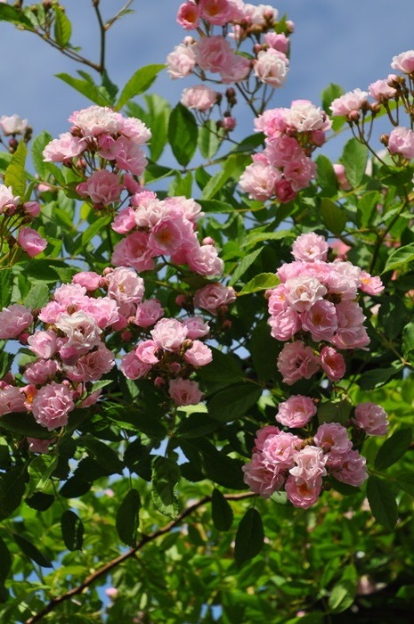 �����ġۥХ��� �ܥˡ� ���� 6��ȭ�����ʡ�J-CL20��