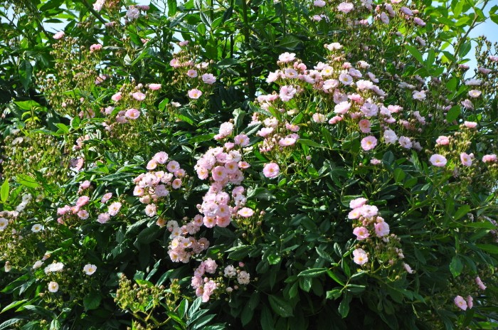 �����ġۥХ��� �ܥˡ� ���� 6��ȭ�����ʡ�J-CL20��