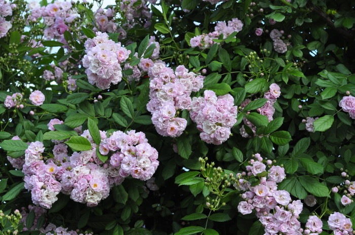 �����ġۥХ��� �ܥˡ� ���� 6��ȭ�����ʡ�J-CL20��