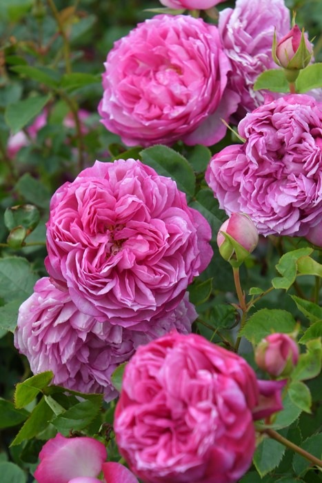 �Х��ġ����ġۥ��쥹 ���� 6��ȭ�����ʡ�OS-OS2��