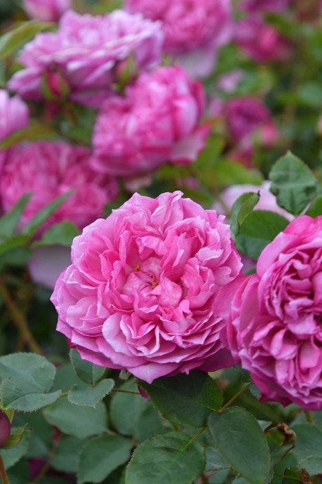 �Х��ġ����ġۥ��쥹 ���� 6��ȭ�����ʡ�OS-OS2��