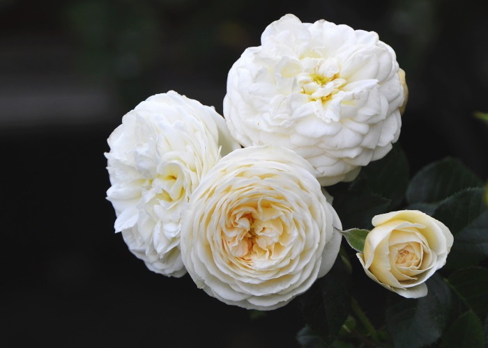 大苗 バラ苗 アルテミス Ant白 国産苗 6号鉢植え品 即納 Ir Ir3 ブランドで選ぶバラ バラの家 公式本店 ロサオリエンティス