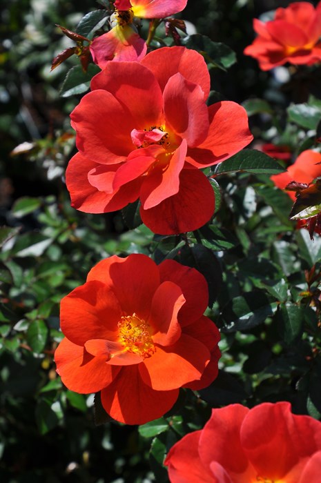 ���ߵ����ġۥХ��� �Хꥹ�� ���� 6��ȭ�����ʡ����ӿ建�� ��Ͽ�ʼ�ϡ�Kb-JAN��