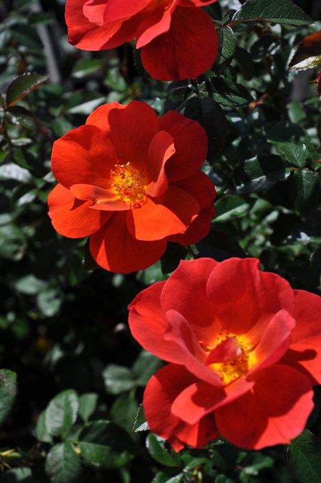 ���ߵ����ġۥХ��� �Хꥹ�� ���� 6��ȭ�����ʡ����ӿ建�� ��Ͽ�ʼ�ϡ�Kb-JAN��