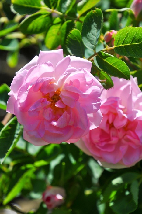 �����ġۥХ��� ����å����ڥ��쥹�ƥ������ ���� 6��ȭ�����ʡ�J-OC20��