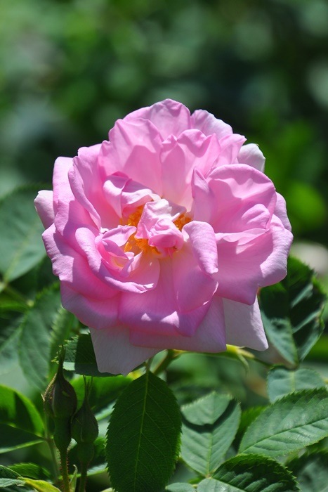 �����ġۥХ��� ����å����ڥ��쥹�ƥ������ ���� 6��ȭ�����ʡ�J-OC20��