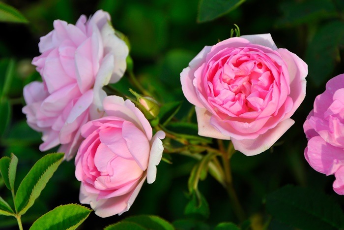 �����ġۥХ��� ����å����ڥ��쥹�ƥ������ ���� 6��ȭ�����ʡ�J-OC20��