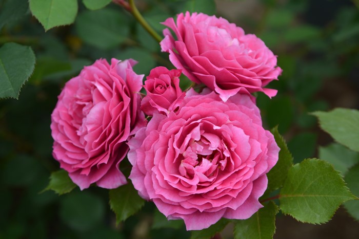 ���ߵ����ġۥХ��� �ѥ�ߥ� ���� 6��ȭ�����ʡ����ӿ建�� �ʼ���Ͽ�д���ϡ�J-RP��