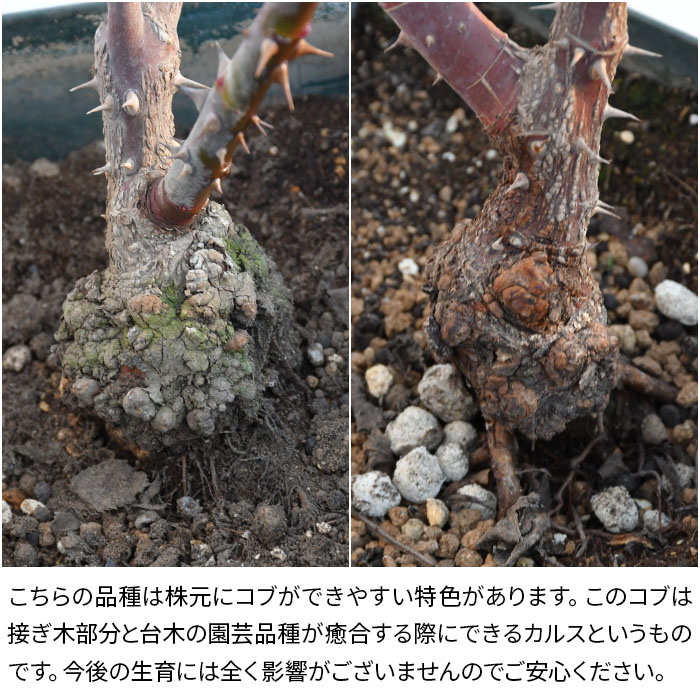 ���ߵ����ġۥХ��� �ѥ�ߥ� ���� 6��ȭ�����ʡ����ӿ建�� �ʼ���Ͽ�д���ϡ�J-RP��