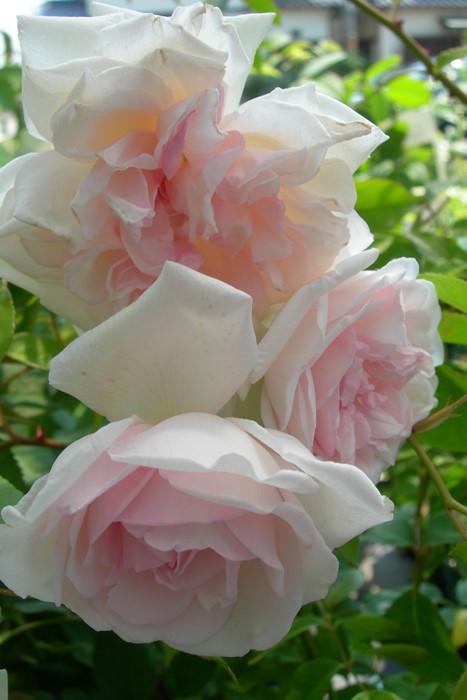 �Х��ġ����ġۥҥ塼�ॺ�֥�å���ƥ�������ƥ��åɥ��㥤�� ���� 6��ȭ�����ʡ�J-OB20��