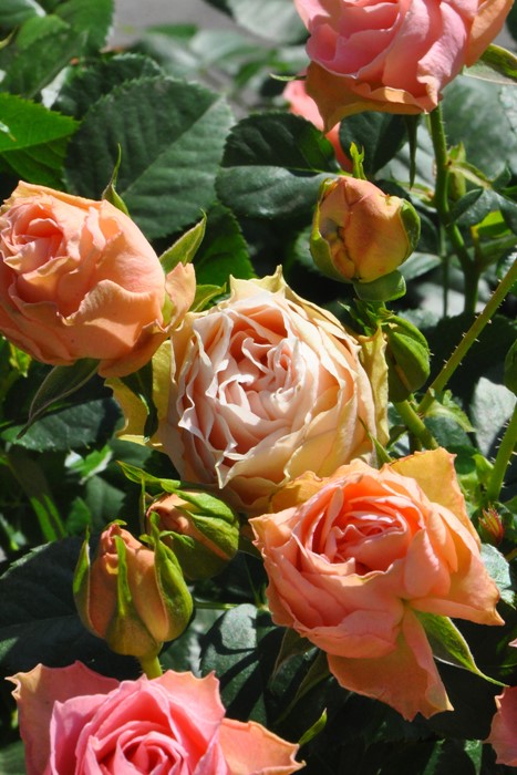 バラ苗 6号新苗 ロマンティックレース Ant杏桃 国産苗 6号鉢植え品 農林水産省 登録品種 Ir Iro3 系統で選ぶバラ フロリバンダ 新苗 バラの家 公式本店 ロサオリエンティス バラ苗 専門店