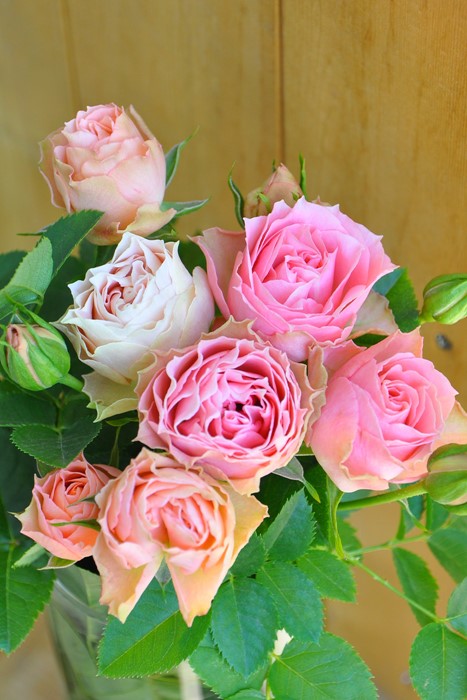 バラ苗 6号新苗 ロマンティックレース Ant杏桃 国産苗 6号鉢植え品 農林水産省 登録品種 Ir Iro3 系統で選ぶバラ フロリバンダ 新苗 バラの家 公式本店 ロサオリエンティス バラ苗 専門店