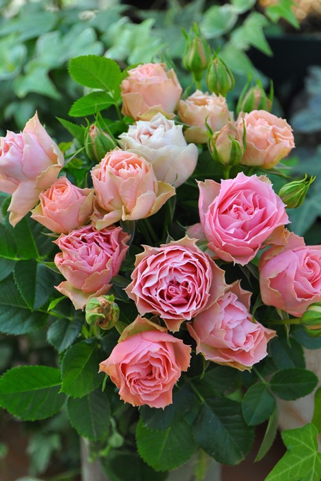 バラ苗 6号新苗 ロマンティックレース Ant杏桃 国産苗 6号鉢植え品 農林水産省 登録品種 Ir Iro3 系統で選ぶバラ フロリバンダ 新苗 バラの家 公式本店 ロサオリエンティス バラ苗 専門店