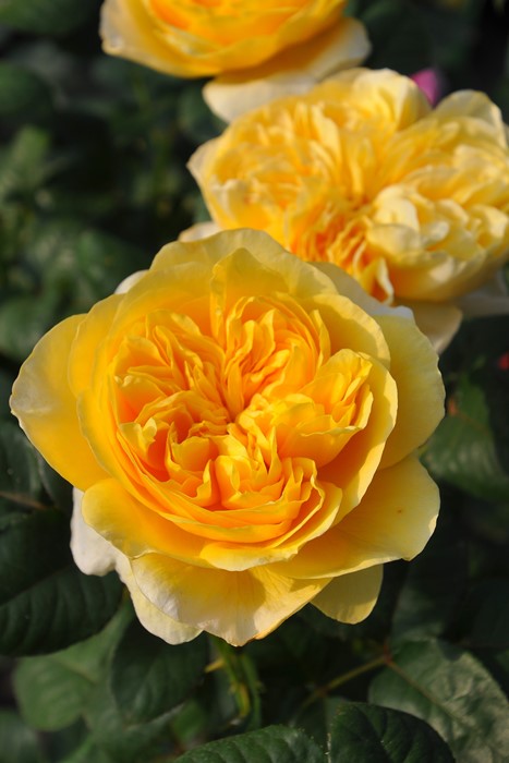 �Х��ġ����ġۥ����̥��륯 ���� 6��ȭ�����ʡ����ӿ建�� ��Ͽ�ʼ�ϡ�Kb-JAN��