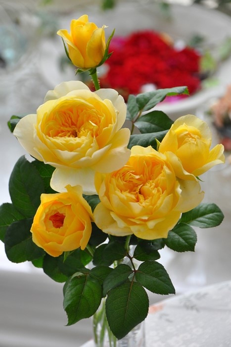 �Х��ġ����ġۥ����̥��륯 ���� 6��ȭ�����ʡ����ӿ建�� ��Ͽ�ʼ�ϡ�Kb-JAN��